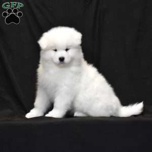 Skye, Samoyed Puppy